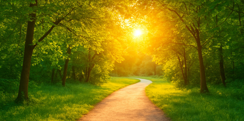 Ein sonniger Wald als Symbol der Hoffnung